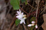 Trailing arbutus